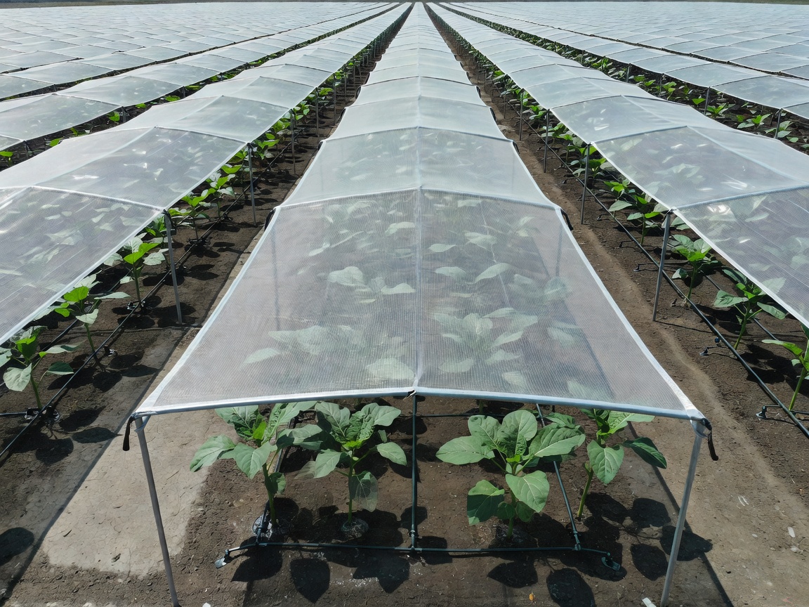 Large scale agricultural setup with specialized shading and irrigation for single plants